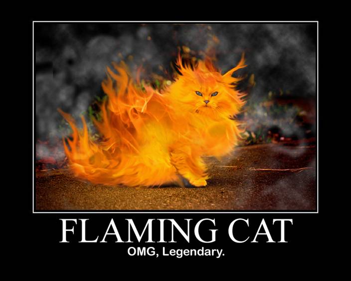 Flamingcat.jpg